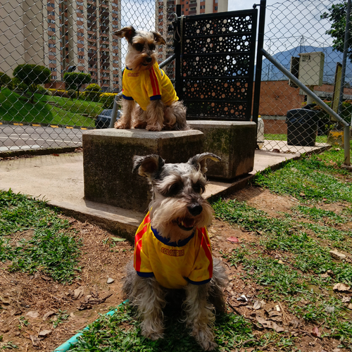 Camiseta Selección Colombia Perros Y Gatos Ropa Mascotas